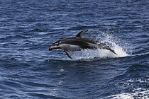 Pacific White-sided Dolphin (Lagenorhynchus obliquidens) jumping, Monterey Bay, California