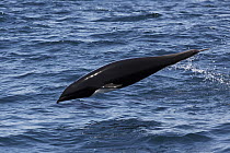 Northern Right Whale Dolphin (Lissodelphis borealis) jumping, Monterey Bay, California