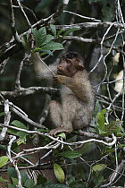 Pig-tailed Macaque (Macaca nemestrina) feeding in tree, Borneo, Malaysia
