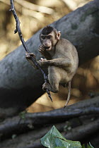 Pig-tailed Macaque (Macaca nemestrina) feeding, Borneo, Malaysia
