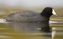 American Coot (Fulica americana) on pond, Scotts Valley, California