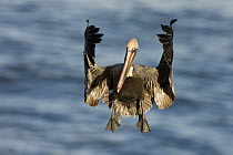 Brown Pelican (Pelecanus occidentalis) in breeding plumage landing, La Jolla, California