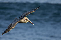 Brown Pelican (Pelecanus occidentalis) flying, La Jolla, California