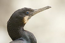 Brandt's Cormorant (Phalacrocorax penicillatus), Big Sur, California