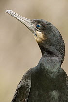 Brandt's Cormorant (Phalacrocorax penicillatus), Big Sur, California