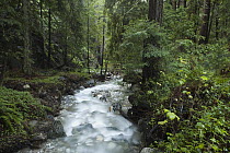 Coast Redwood (Sequoia sempervirens) forest and creek, Big Sur, California
