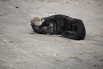 Sea Otter (Enhydra lutris) resting on beach, Elkhorn Slough, Monterey Bay, California