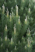 Pine (Pinus sp) spring growth, Santa Cruz, Monterey Bay, California