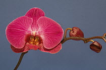 Orchid (Phalaenopsis sp) flowering, Santa Cruz, Monterey Bay, California