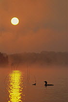 Common Loon (Gavia immer) and chick at sunrise, nothern Michigan