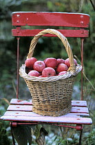 Basket full of apples on red chair, Netherlands