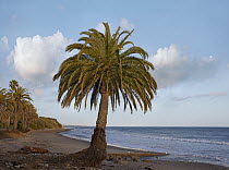 Palm tree at Refugio State Beach, Goleta, California