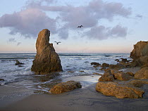 Sea stack with gulls, El Matador State Beach, California