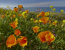 California Poppy (Eschscholzia californica) field, Big Sur Coast, California