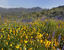 California Poppy (Eschscholzia californica) and Lupine (Lupinus sp), Bartlett Lake State Park, Arizona