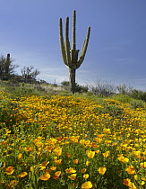 Saguaro (Carnegiea gigantea) cactus and California Poppy (Eschscholzia californica) field at Gonzales Pass, Tonto National Forest, Arizona