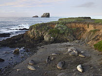 Northern Elephant Seal (Mirounga angustirostris) on rookery beach, Piedras Blancas, Big Sur, California