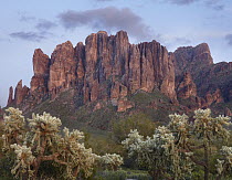 Teddy Bear Cholla (Cylindropuntia bigelovii) beneath the Superstition Mountain, Lost Dutchman State Park, Arizona