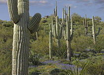Saguaro (Carnegiea gigantea) cacti and Lupine (Lupinus sp) at Gonzales Pass, Tonto National Forest, Arizona