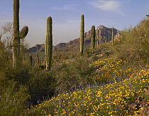 Saguaro (Carnegiea gigantea) cacti and California Poppy (Eschscholzia californica) field at Picacho Peak State Park, Arizona