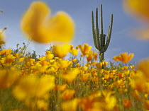 Saguaro (Carnegiea gigantea) cactus and California Poppy (Eschscholzia californica) field at Gonzales Pass, Tonto National Forest, Arizona
