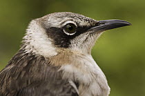 Galapagos Mockingbird (Nesomimus parvulus), Santiago Island, Galapagos Islands, Ecuador