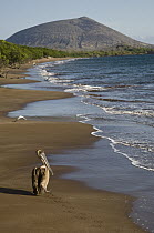 Brown Pelican (Pelecanus occidentalis) on beach, Santiago Island, Galapagos Islands, Ecuador