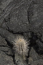 Cool pahoehoe lava and cactus, Santiago Island, Galapagos Islands, Ecuador