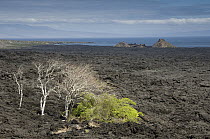 Manzanillo (Hippomane mancinella) and Palo Santo (Bursera graveolens) trees growing on cool lava field, Santiago Island, Galapagos Islands, Ecuador