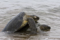 Pacific Green Sea Turtle (Chelonia mydas agassizi) pair mating, Espumilla Beach, Santiago Island, Galapagos Islands, Ecuador
