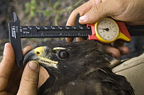 Galapagos Hawk (Buteo galapagoensis) being measured by scientists from the Charles Darwin Research Station, Galapagos Islands, Ecuador