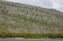 Palo Santo (Bursera graveolens) trees, Santiago Island, Galapagos Islands, Ecuador