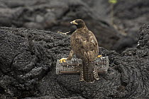 Galapagos Hawk (Buteo galapagoensis) lured by caged rat for capture and study, Galapagos Islands, Ecuador