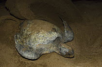 Pacific Green Sea Turtle (Chelonia mydas agassizi) female digging in sand to lay eggs, Espumilla Beach, Santiago Island, Galapagos Islands, Ecuador