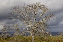 Palo Santo (Bursera graveolens) tree growing in the arid zone of Santiago Island, Galapagos Islands, Ecuador