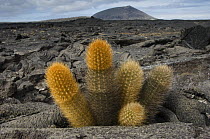 Lava Cactus (Brachycereus nesioticus) grows in an arid zone of cool lava, ash and cinder, Santiago Island, Galapagos Islands, Ecuador