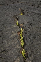 Ferns growing through cool, cracked pahoehoe lava, Santiago Island, Galapagos Islands, Ecuador