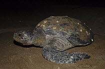 Pacific Green Sea Turtle (Chelonia mydas agassizi) female on land to lay eggs, Espumilla Beach, Santiago Island, Galapagos Islands, Ecuador