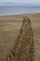 Pacific Green Sea Turtle (Chelonia mydas agassizi) tracks made by female returning to sea, Espumilla Beach, Santiago Island, Galapagos Islands, Ecuador
