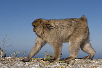 Barbary Macaque (Macaca sylvanus) walking on all fours, Gibraltar, United Kingdom