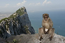 Barbary Macaque (Macaca sylvanus) sitting on edge of cliff, Gibraltar, United Kingdom