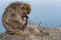 Barbary Macaque (Macaca sylvanus) adult grooming baby, Gibraltar, United Kingdom