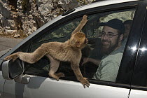 Barbary Macaque (Macaca sylvanus) looking for food in tourist's car, Gibraltar, United Kingdom