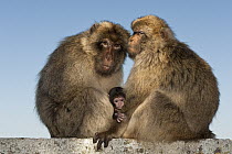 Barbary Macaque (Macaca sylvanus) adults and baby, Gibraltar, United Kingdom