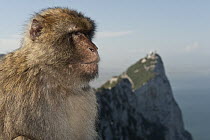 Barbary Macaque (Macaca sylvanus) looking off into the distance, Gibraltar, United Kingdom