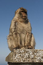 Barbary Macaque (Macaca sylvanus) sitting on post, Gibraltar, United Kingdom
