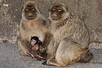 Barbary Macaque (Macaca sylvanus) adults and baby, Gibraltar, United Kingdom