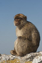 Barbary Macaque (Macaca sylvanus) sitting on rocks, Gibraltar, United Kingdom