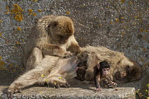 Barbary Macaque (Macaca sylvanus) holding baby while being groomed, Gibraltar, United Kingdom