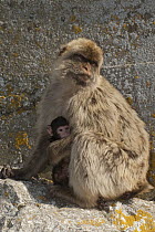Barbary Macaque (Macaca sylvanus) parent holding baby, Gibraltar, United Kingdom